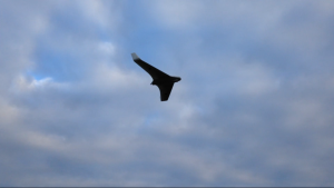 IMG_1152[1]