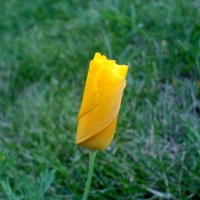 Blume