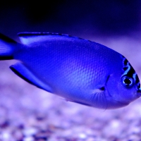 Fisch