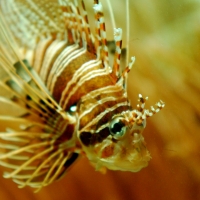 Fisch