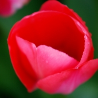Tulpe