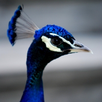 Pfau