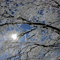 Verschneiter Ast