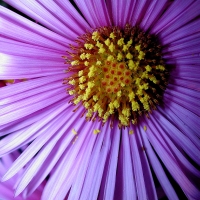 Blume