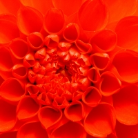Ringelblume
