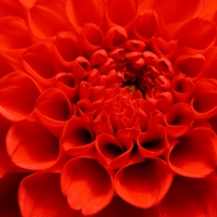 Ringelblume