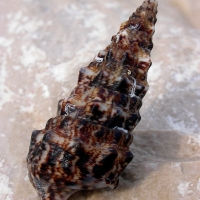 Muschel