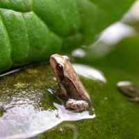 Frosch