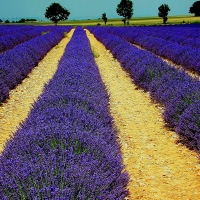 Lavendel