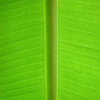 Bananenpalme