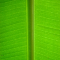 Bananenpalme