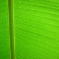 Bananenpalme