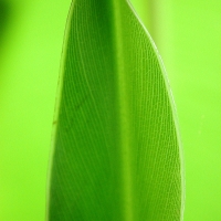 Bananenpalme