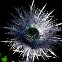 Distel