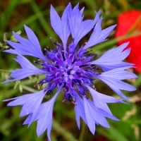Wiesenblume