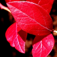 Herbstblätter