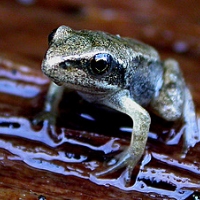 Frosch
