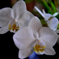 Orchidee